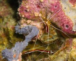 krevetka pruhovaná - Lysmata amboiinensis - scarlet cleaner shrimp