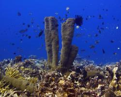 sudová houba - Xestospongia - Barrel Sponge