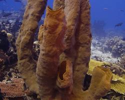 sudová houba - Xestospongia - Barrel Sponge