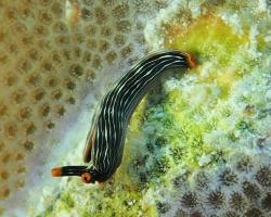 nahožábrý plž - Thuridilla gracilis - Slender Sapsucking Slug