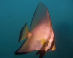 netopýrník obecný - Platax orbicularis - Orbicular batfish