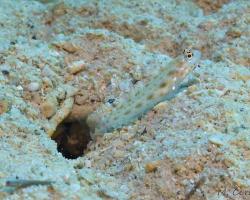 hlaváč písečný - Ctenogobiops feroculus - Sandy prawn-goby