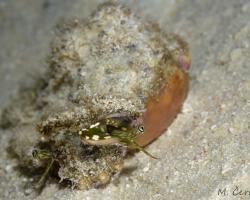 křídlatec prstovitý - Lambis lambis - spider conch