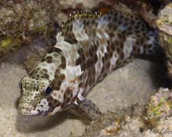 kanic plástvový - Epinephelus merra - Honeycomb grouper