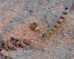 hlaváč a kreveta - Amblyeleotris species - Unidentified shrimp goby and shrimp