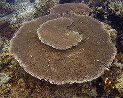 větevník talířový - Acropora clathrata - Solid Table Coral