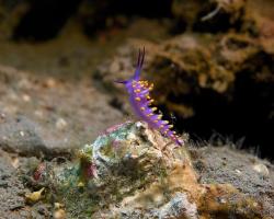 nahožábrý plž - Trinchesia sibogae - nudibranch