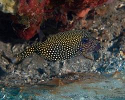 havýš perličkový (samice) - Ostracion meleagris (feminam) - spotted boxfish (female)
