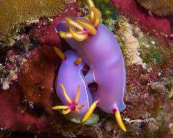 nahožábrý plž - Hypselodoris bullockii - dorid nudibranch
