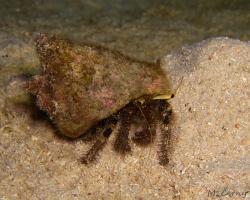 poustevníček - Dardanus guttatus - Blue Knee Hermit Crab 