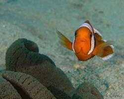 klaun sedlový - Amphiprion polymnus - saddleback anemonefish