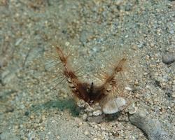 červ - Lygdamis splendidus - Honeycomb worm 