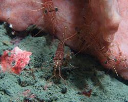 kreveta durbanská - Rhynchocinetes durbanensis - dancing shrimp
