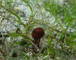 červnatec - Arachnanthus sp. - tube-dwelling anemone 