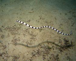 hadovec příčnopruhý - Myrichthys columbrinus - banded snake eel