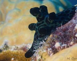 mořský šnek - Coriocella nigra - sea snail