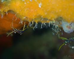 kreveta - Urocaridella sp3 - Rock Shrimp