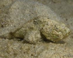 ropušnice ďábelská (mládě) - Scorpaenopsis diabolus - Humpback Scorpionfish