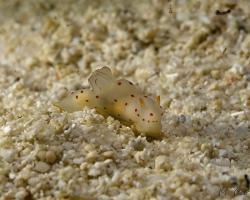 nahožábrý plž - Gymnodoris ceylonica - dorid nudibranch