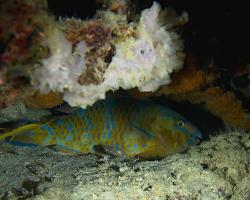 ploskozubec modropruhý - Scarus ghobban - Bluebarred Parrotfish