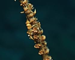 kreveta - Pontonides ankeri - Wire coral shrimp 