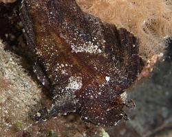 houpavec ropušnicovitý - Taenianotus triacanthus - leaf scorpionfish