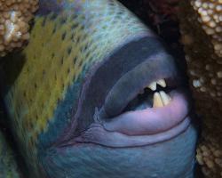 ostenec zelenavý - Balistoides viridescens - titan triggerfish