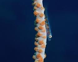 hlaváč - Bryaninops yongei - wire coral goby
