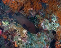 kanic rudotlamý - Aethaloperca rogaa - redmouth grouper