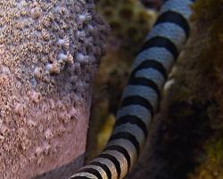 vlnožil užovkový - Laticauda colubrina - Banded Sea Krait; Yellow-lipped Sea Krait