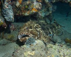 kanic hnědoskvrnný - Epinephelus fuscoguttatus - Brown-marbled grouper