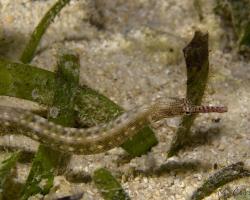 jehla lagunová - Corythoichthys haematopterus - Reeftop Pipefish