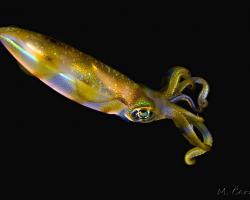 oliheň - Sepioteuthis lessoniana - Bigfin Reef squid