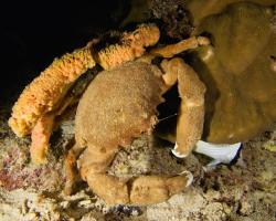 krab - Dromia dormia - Sleepy Sponge Crab