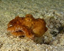 chobotnice - Callistoctopus luteus - Starry Octopus