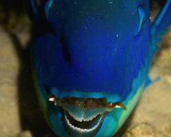 ploskozubec malonosý - Chlorurus microrhinos - Steephead parrotfish