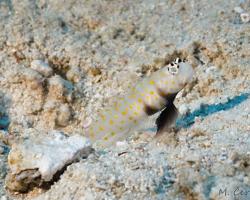 hlaváč skvrnitý - Amblyeleotris guttata - Spotted prawn-goby