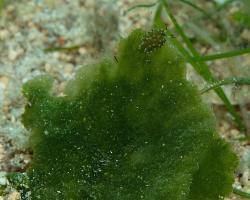 nahožábrý plž - Costasiella kuroshimae - Leaf sheep nudibranch 