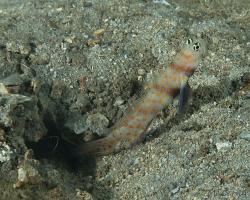 hlaváč skvrnitý - Amblyeleotris guttata - spotted shrimpgoby