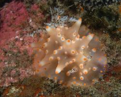 nahožábrý plž - Halgerda batangas - nudibranch