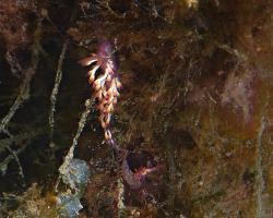 nahožábrý plž - Coryphellina delicata - nudibranch