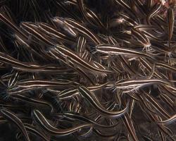 plotos proužkatý - Plotosus lineatus - striped catfish