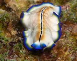 plochý červ - Pseudoceros monostichos - Flatworm 
