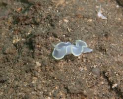 nahožábrý plž - Glossodoris pallida - nudibranch