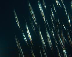 klunatka rýhovaná - Centriscus scutatus - rigid shrimfish