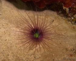 červnatec pestrobarevný - Cerianthus filiformis - tube anemone 