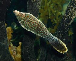 pilníkotrnec drsný - Aluterus scriptus - scrawled filefish 