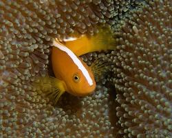 klaun oranžový - Amphiprion sandaracinos - Orange Anemonefish