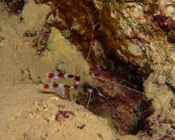 kreveta drsná - Stenopus hispidus - Banded Boxer Shrimp