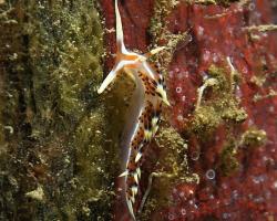 nahožábrý plž - Caloria indica - nudibranch